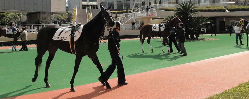 馬の状況を見極めるパドック