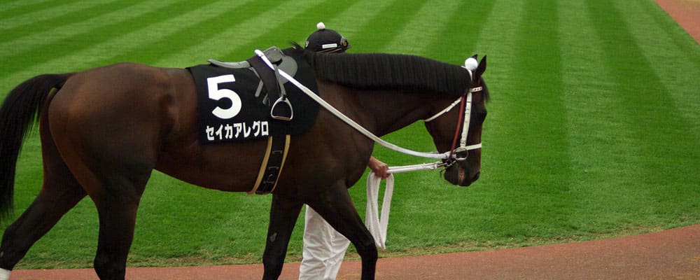 競馬場の競馬馬