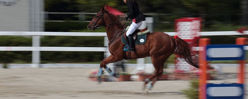 競馬の障害調教