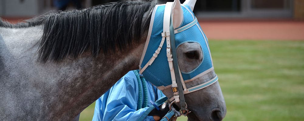 国際GIレースに出場する馬