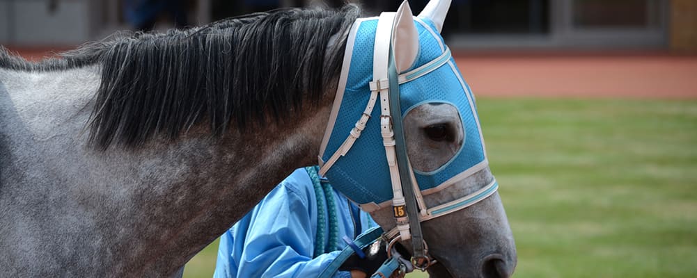 競馬メンコ・乗馬イヤーネットとしても